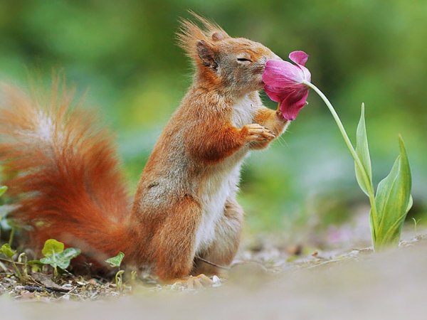 Белка радуется