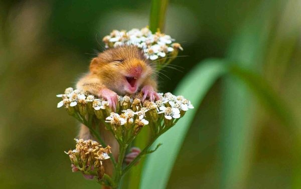 Кот в венке