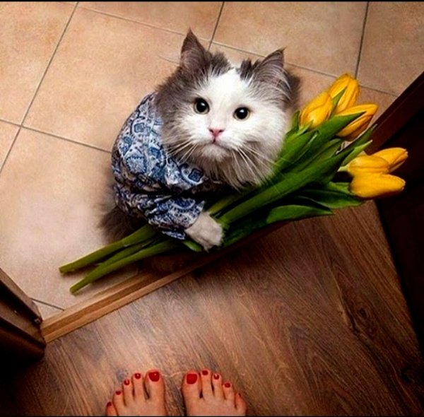 Кошка с цветами