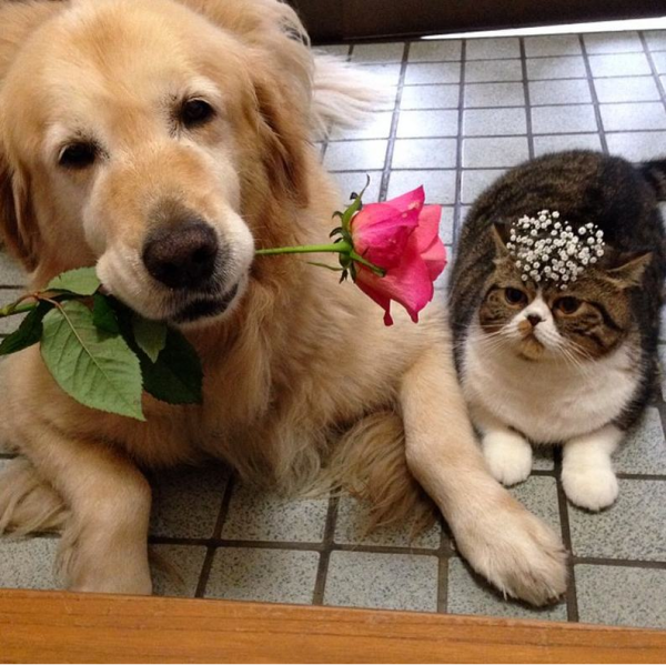 Милые собачки с цветочками