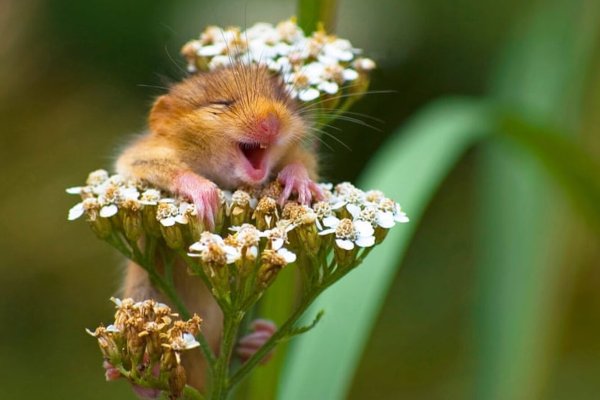 Ежик с одуванчиком