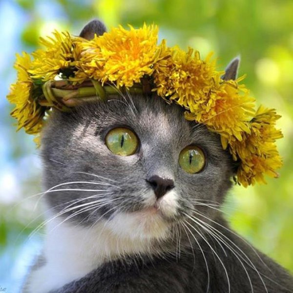 Зверек с цветочком