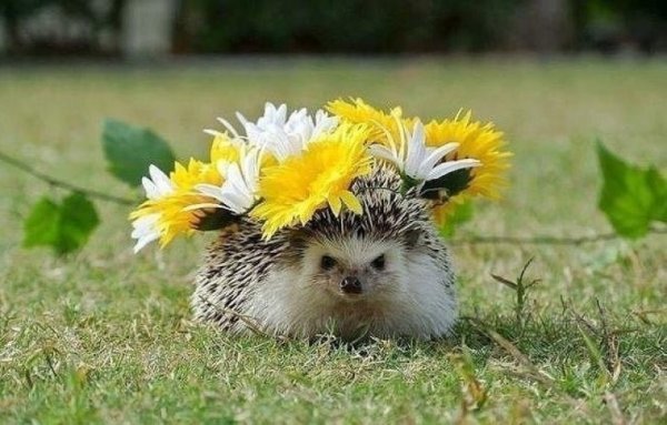 Собака Хризантема