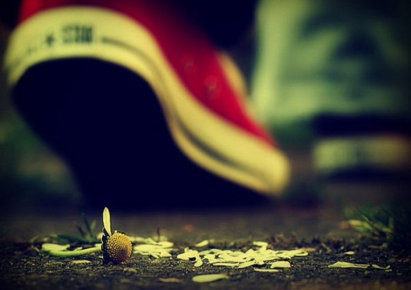 Сорванный цветок