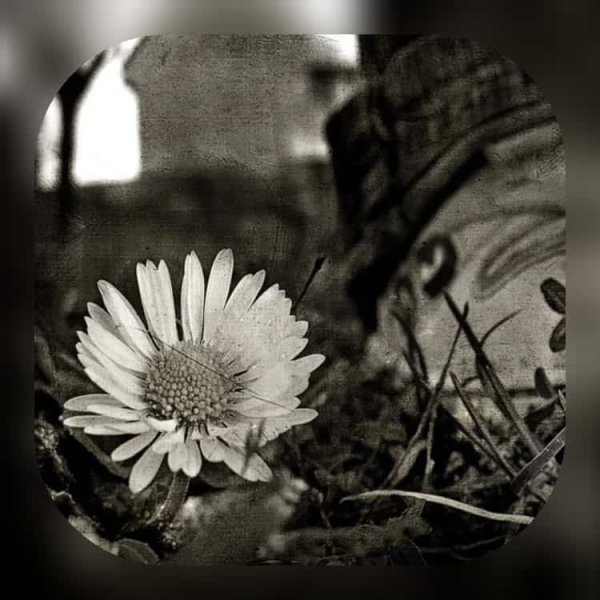 Мальчик рвет цветы на клумбе