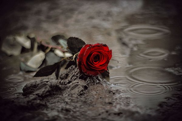 Растоптанный цветок