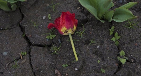 Знак не наступать на Муравейник