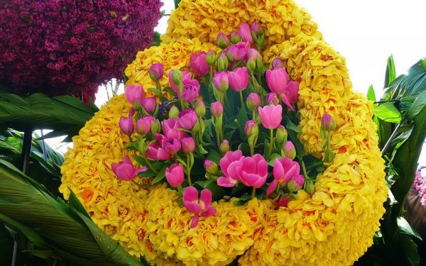 Поля крокусов Голландия