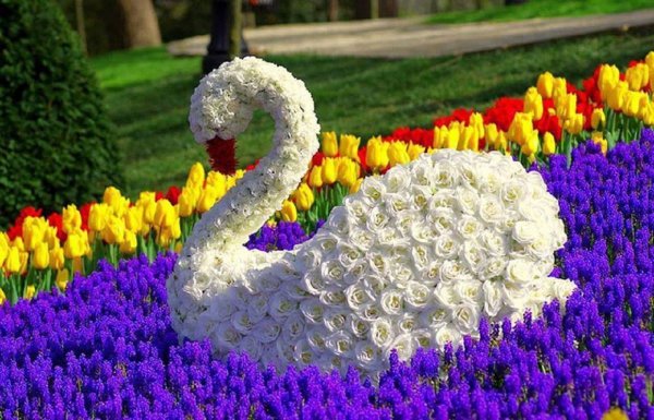 Мир цветы