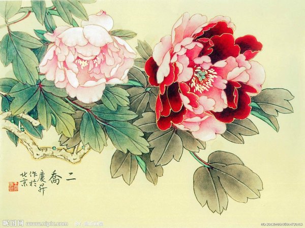 Ван Цин пионы