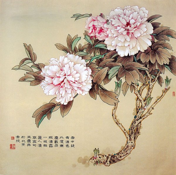 Пионы японские Хайго