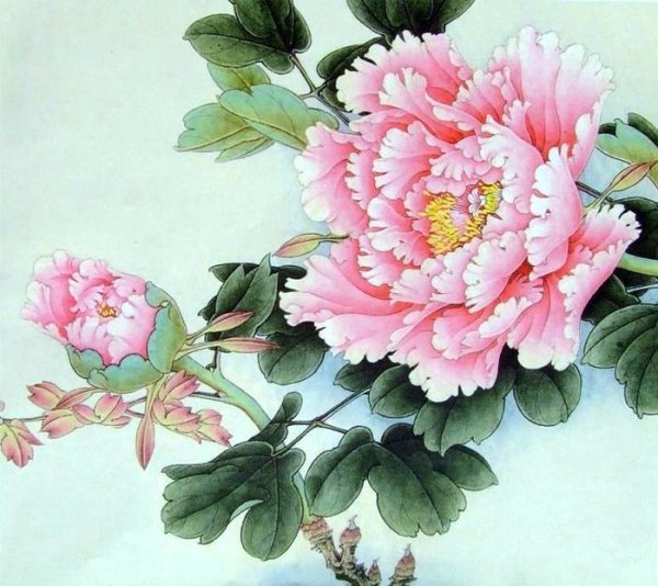 Ван Цин пионы