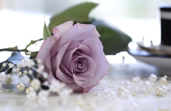 Бледно розовые розы