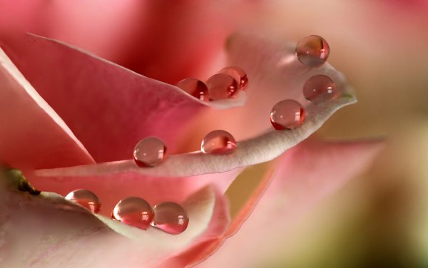 Красные розы с жемчугом