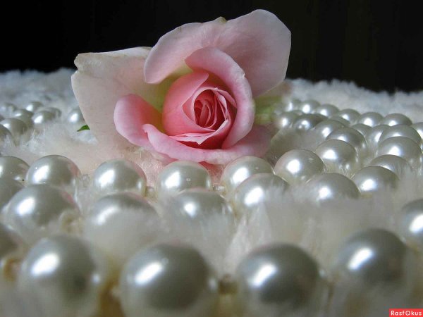 Цветы в туфле