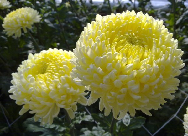 Хризантема помпонная желтая