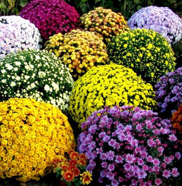 Хризантема мультифлора шаровидная семена