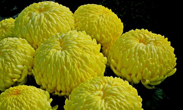 Хризантема золотой апельсин