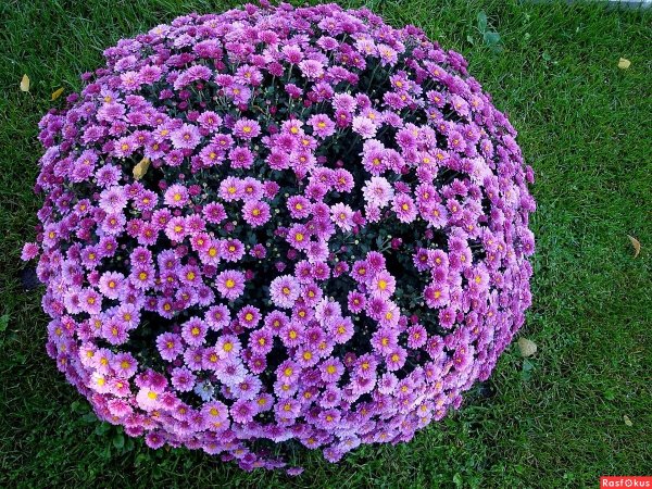 Хризантема мультифлора лиловая