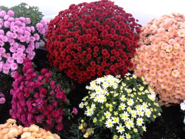 Хризантема мультифлора шаровидная