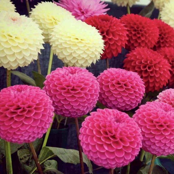 Георгина помпонная смесь