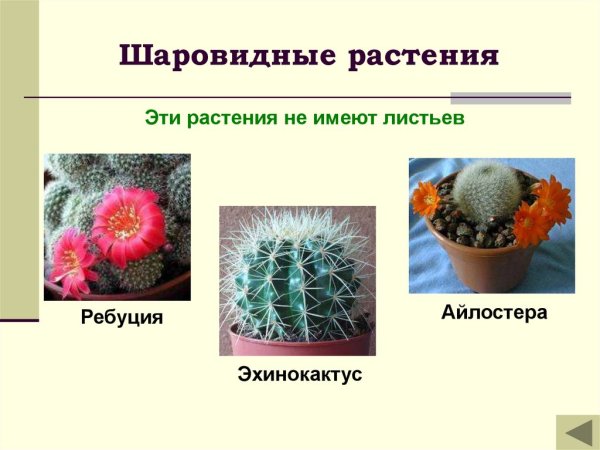 Шаровидные комнатные растения