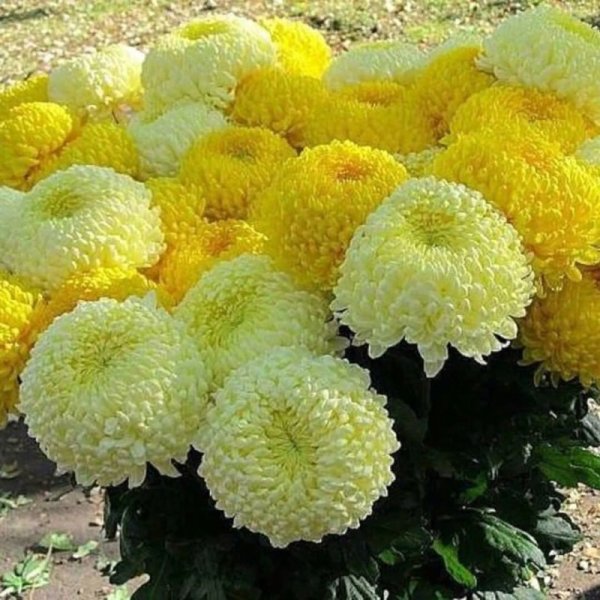 Астра Элизабет. Желтый