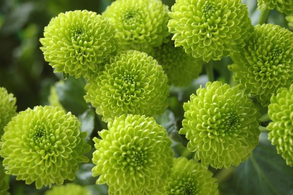 Хризантема Сантини Ауринко