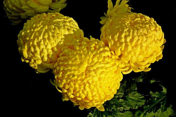 Хризантема Литлтон Йеллоу
