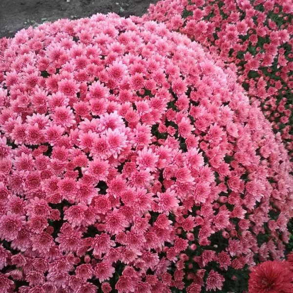 Хризантема мультифлора Арес