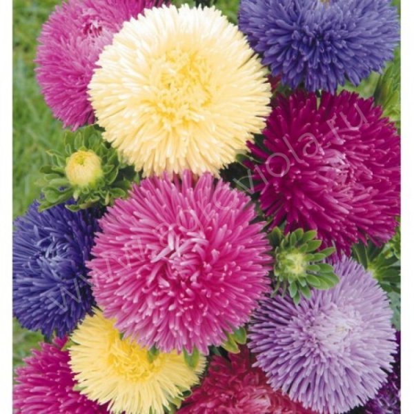 Астра китайская стэнди