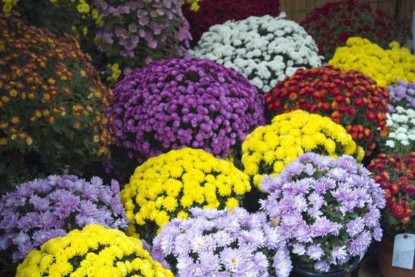 Хризантема мультифлора шаровидная многолетняя