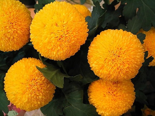 Желтые японские хризантемы