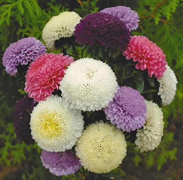 Астра китайская помпонная