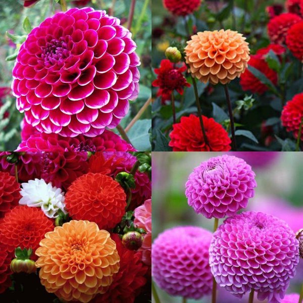 Георгины однолетние низкорослые