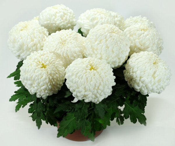 Хризантема шаровидная одноголовая