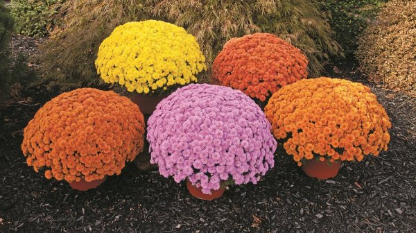 Хризантема мультифлора шаровидная семена