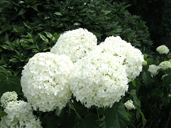 Гортензия Анабель метельчатая