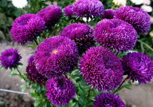 Астра Сиринга