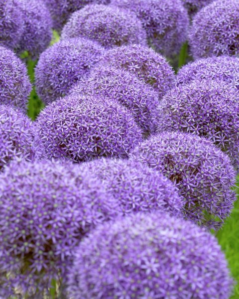 Аллиум Глоубмастер