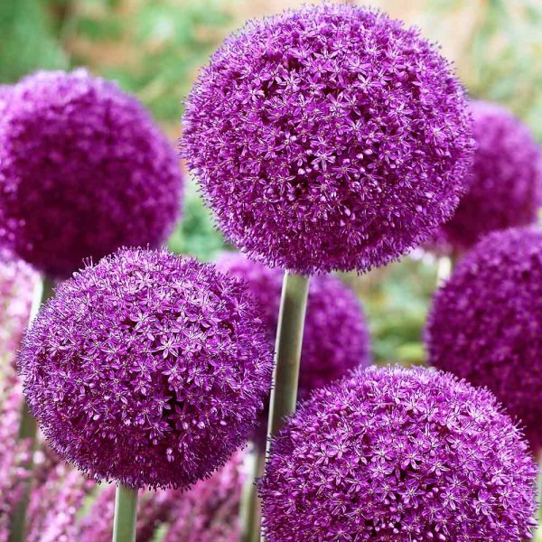 Аллиум (Allium) giganteum