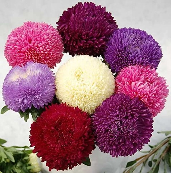 Астра смесь срезочных сортов