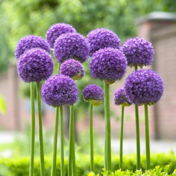 Аллиум Амбассадор