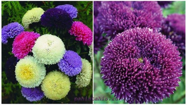 Астра шаровидная