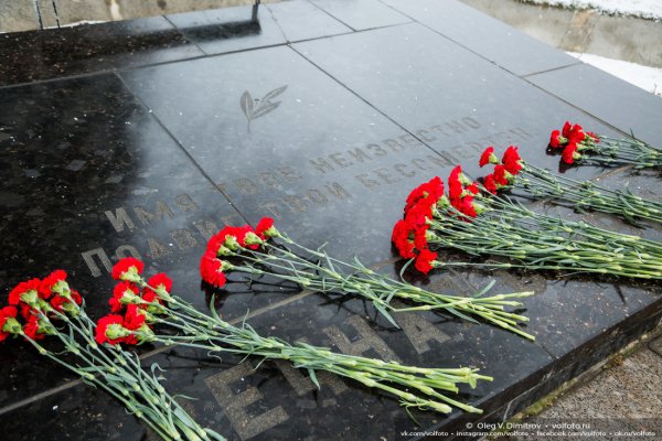 Гвоздика 9 мая