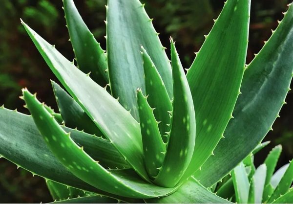 Алоэ Вера цветок столетник