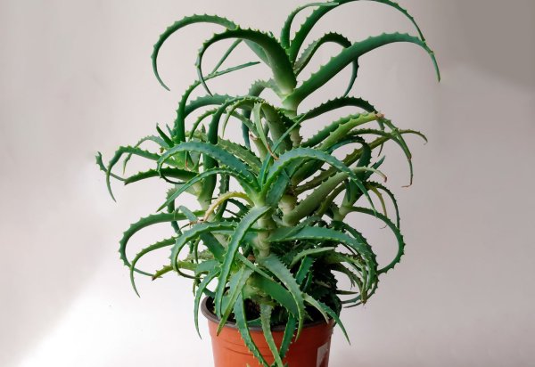 Алоэ делаэти