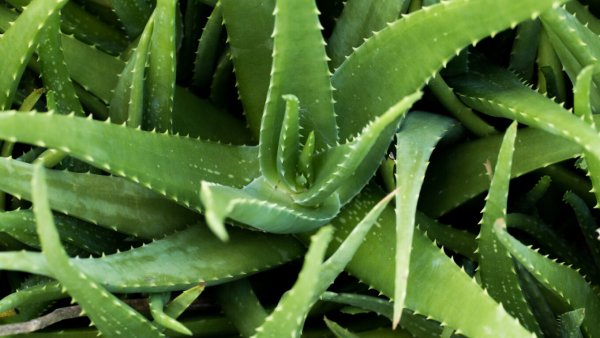 Алоэ Вера алоэ Вера