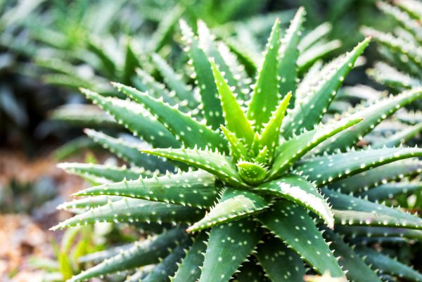 Алоэ Вера цветок