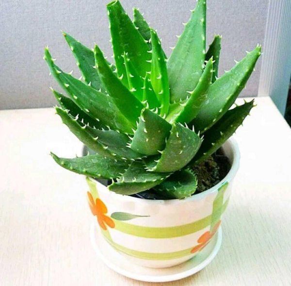 Алоэ Вера семейство Асфоделовые